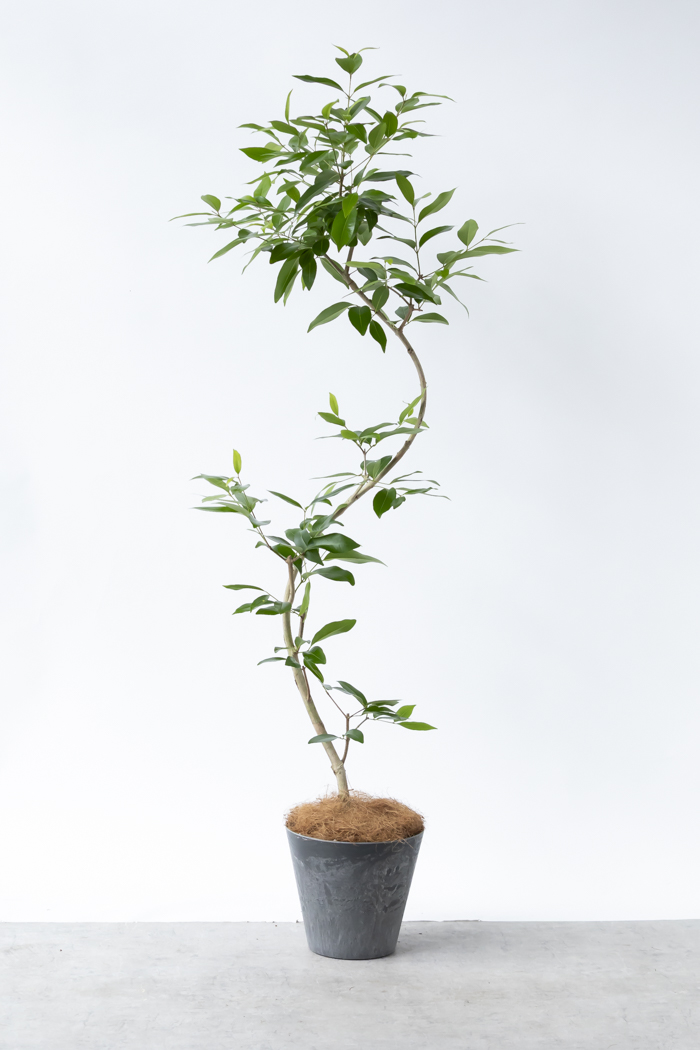 Lサイズの観葉植物（8号鉢）100cm～150cm｜HanaPrime（ハナプライム）