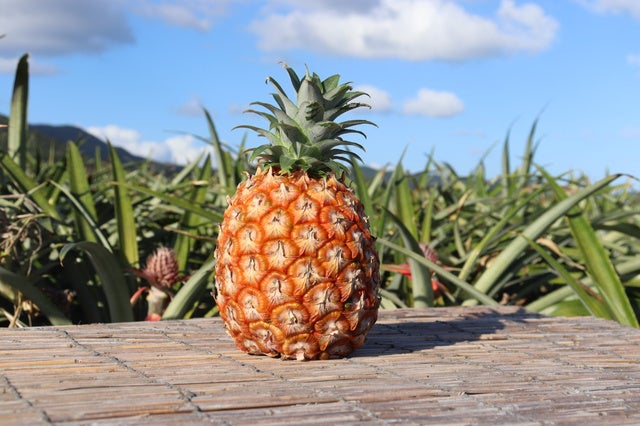 石垣島産「極上パイナップル」第二弾！甘くてジューシーな果肉が貴方を