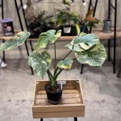 す*る様 22 モンステラ デリシオーサ レガシー 斑入り 美斑 - メルカリ