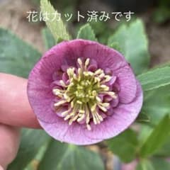 加藤農園 クリスマスローズ カップ咲き SD - メルカリ