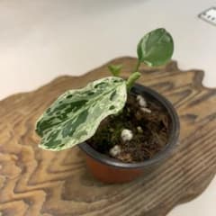 A115品種保証！Bulbasaurモンステラ バルバソー フシギダネ - メルカリ