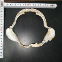 イタチザメ 顎 C6 - メルカリ