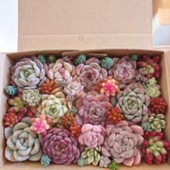 ゆうゆうメルカリ便 多肉植物 カット苗とセダム寄せ植えセット - メルカリ