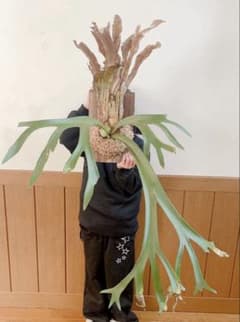 大株ビカクシダ ウィリンキーwild