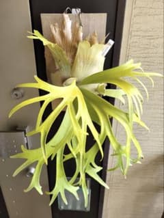 P. willinckii '月光' (月光爪哇) OCの株分け子株(pup) - メルカリ