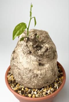 激レア/大株/塊根植物】アデニア ペナンギアナ 鉢植え - メルカリ