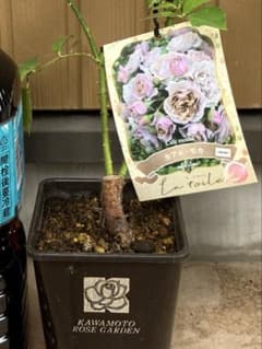 m81969301952_1.jpg?1753404774