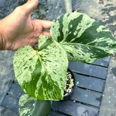 熱帯植物 ‼️レア‼️モンステラ バルバソー 斑入り - メルカリ