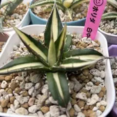 2026年最新】ホリダ 白中斑の人気アイテム - メルカリ