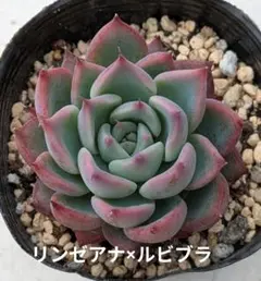 2026年最新】リンゼアナの人気アイテム - メルカリ