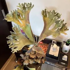 2026年最新】ギンカ ビカクシダの人気アイテム - メルカリ