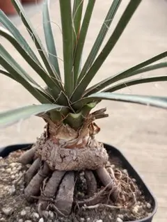 2026年最新】ユッカフィリフェラの人気アイテム - メルカリ