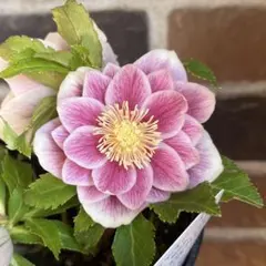 2026年最新】広瀬 ソレイユの人気アイテム - メルカリ