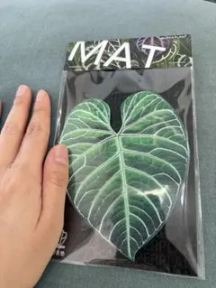 2026年最新】アンスリウム レガレの人気アイテム - メルカリ