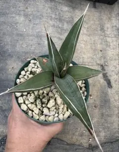 2026年最新】サンセベリア ピングイキュラの人気アイテム - メルカリ