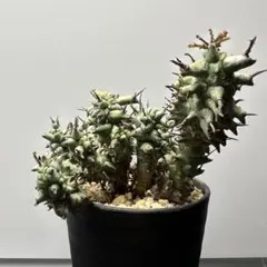 2026年最新】ホリダ モンストの人気アイテム - メルカリ