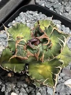 2026年最新】アガベ悪魔くんの人気アイテム - メルカリ