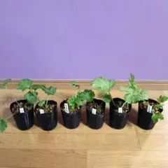 2026年最新】ラナンキュラスイカロスの人気アイテム - メルカリ