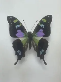 2026年最新】標本の人気アイテム - メルカリ