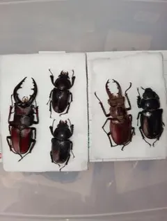 2026年最新】ノコギリクワガタ標本の人気アイテム - メルカリ