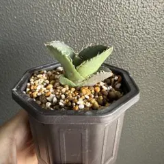 2026年最新】Cok アガベの人気アイテム - メルカリ