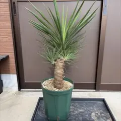 2026年最新】ユッカ アロイフォリアの人気アイテム - メルカリ