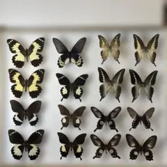 2026年最新】マレーシア 蝶 標本の人気アイテム - メルカリ