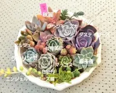 2026年最新】エケベリアムラサキの人気アイテム - メルカリ