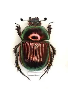 2026年最新】センチコガネの人気アイテム - メルカリ