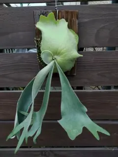 2026年最新】cotton cloud ビカクシダの人気アイテム - メルカリ