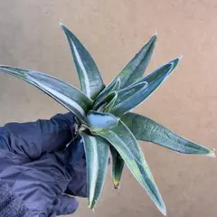 2026年最新】氷山 中斑の人気アイテム - メルカリ