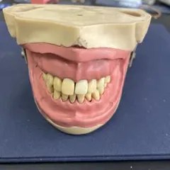 2026年最新】顎模型の人気アイテム - メルカリ