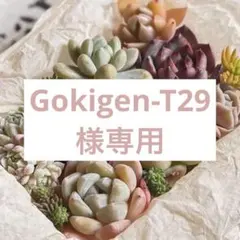 2026年最新】ゆうゆうメルカリ便 多肉植物 カット苗とセダム寄せ植え