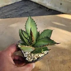 2026年最新】黒火焔の人気アイテム - メルカリ