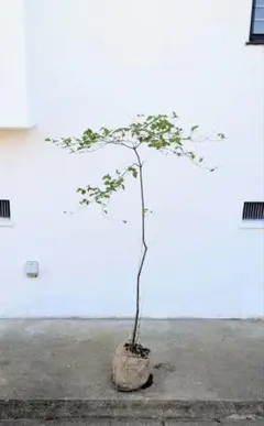 2026年最新】山採り ミツバツツジの人気アイテム - メルカリ