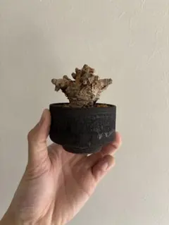 2026年最新】invisibleink invisible_inkの人気アイテム - メルカリ