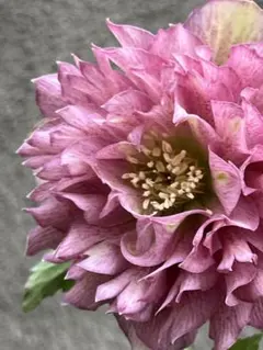 広瀬園芸 クリスマスローズ オーレア系 ピンクグラデーションdd