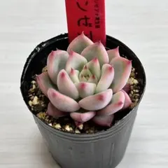 2026年最新】多肉 リンゼアナの人気アイテム - メルカリ