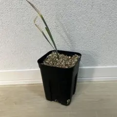 2026年最新】ブーファン 実生の人気アイテム - メルカリ