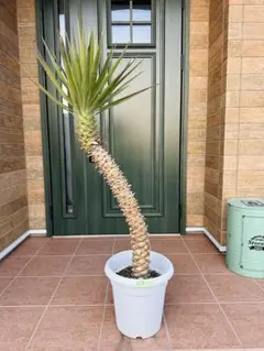 2026年最新】ユッカ アロイフォリアの人気アイテム - メルカリ