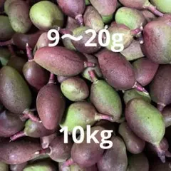 2026年最新】摘果マンゴーの人気アイテム - メルカリ