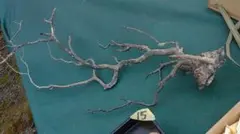 2026年最新】黒珊瑚 原木の人気アイテム - メルカリ