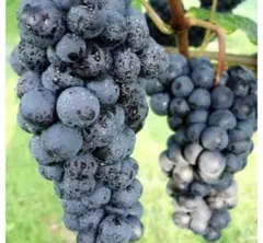 2026年最新】スチューベンの人気アイテム - メルカリ