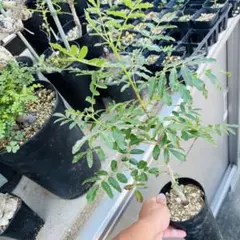 2026年最新】オペルクリカリア ムルチジュガの人気アイテム - メルカリ