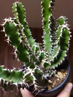 2026年最新】ユーフォルビアムランジーナの人気アイテム - メルカリ