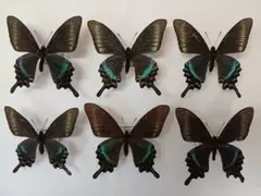 2026年最新】ミヤマカラスアゲハの人気アイテム - メルカリ