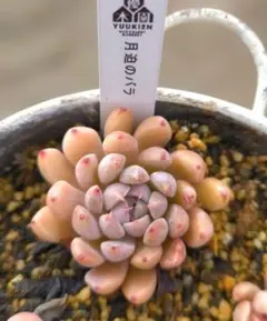 2026年最新】優木園の人気アイテム - メルカリ