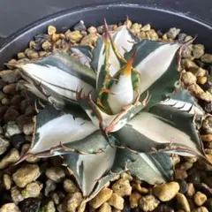 2026年最新】太陽神 アガベの人気アイテム - メルカリ