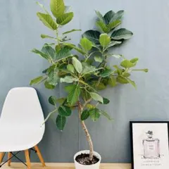 2026年最新】フィカス グランディスの人気アイテム - メルカリ