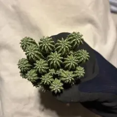 2026年最新】セプルタの人気アイテム - メルカリ